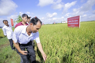 Đột phá về năng suất nhờ cấy lúa hiệu ứng hàng biên