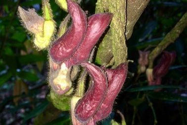 Hà Tĩnh: Phát hiện loài thực vật mới lạ, có giá trị