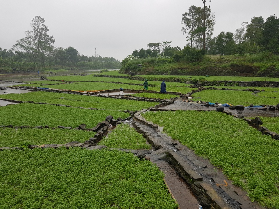 Người dân trồng rau đặc sản vùng giếng cổ lo thất thu vụ rau Tết - 6 Người dân trồng rau đặc sản vùng giếng cổ lo thất thu vụ rau Tết - 6