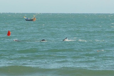 Ảnh cá voi tung tăng ở biển Mũi Né