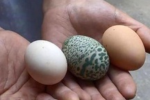 Gà đẻ trứng xanh cực hiếm ở Trung Quốc