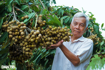 Tỷ phú nhãn đốn bỏ vườn, thêm "phất" với loại nhãn tím, siêu trái cực lạ