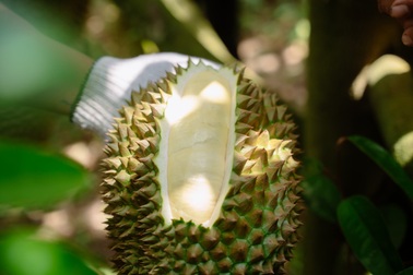 Vườn sầu riêng "Canh tác bền vững" được thương lái săn lùng