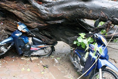 Hà Nội tiếp tục chặt hạ cây nguy hiểm trong mùa mưa bão