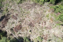 Khởi tố vụ phá rừng ngay gần trụ sở UBND huyện