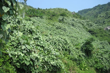 Cây dây leo đang “bóp nghẹt” rừng