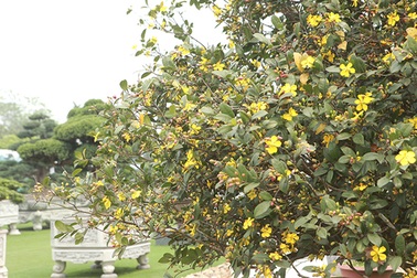 Thương lái Trung Quốc bị từ chối khi muốn mua cả vườn mai tứ quý "độc nhất" Việt Nam