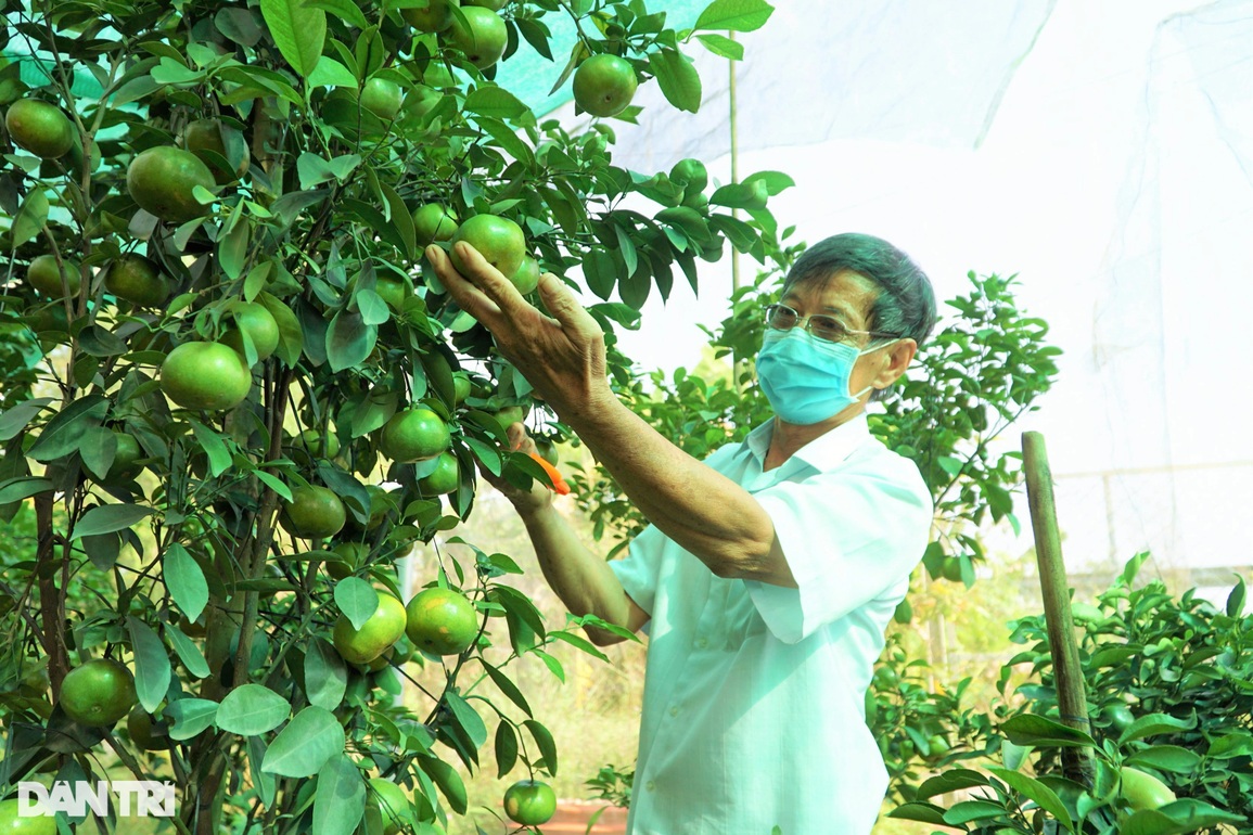 Cho quýt hồng bén rễ trong chậu lão nông Đồng Tháp thu lãi tiền triệu/ cây - 2 Cho quýt hồng bén rễ trong chậu lão nông Đồng Tháp thu lãi tiền triệu/ cây - 2