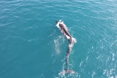 Sự thật đằng sau thân hình kỳ dị của "thủy quái" biển Địa Trung Hải