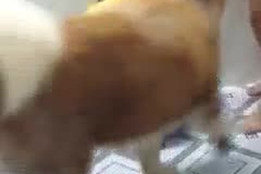 Clip chó Alaska thông minh bênh ông chủ bị vợ “đánh”