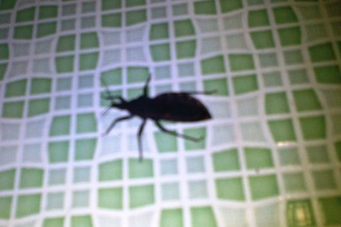 Thai phụ hoảng loạn vì bị bọ xít truyền bệnh chagas đốt