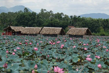 Quảng Ngãi: Kiếm hàng chục triệu đồng từ bán hạt sen cuối mùa