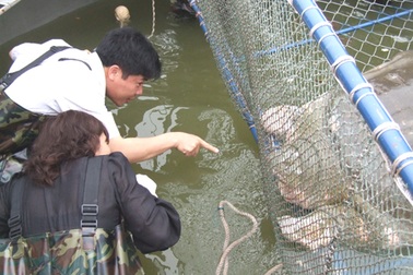 Chống "sốc" cho cụ Rùa khi trở lại môi trường hồ Gươm