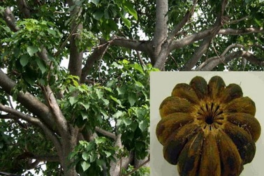 Trái ngô đồng có chất gì khiến người ăn bị ngộ độc?