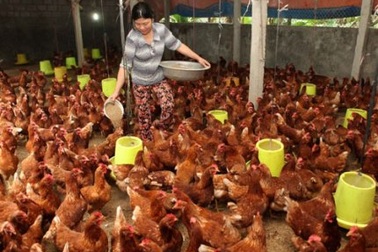 Việt Nam chưa phát hiện gia cầm nhiễm vi rút cúm A/H5N8