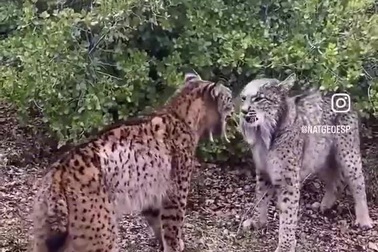 Cuộc đối đầu kỳ lạ giữa hai con linh miêu Iberia