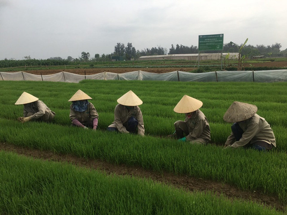 Nghệ An: Liều trồng giống lúa lạ chỉ có bên Tây, làm ra thứ mì cũng lạ, chị nông dân xinh đẹp có chục tỷ - 1 Nghệ An: Liều trồng giống lúa lạ chỉ có bên Tây, làm ra thứ mì cũng lạ, chị nông dân xinh đẹp có chục tỷ - 1
