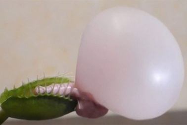 Cây biết thổi kẹo cao su 