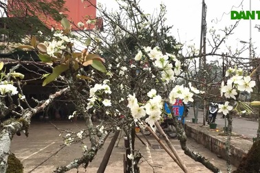 Lạc vào "rừng hoa lê" giá hàng triệu đồng một cành giữa lòng Hà Nội