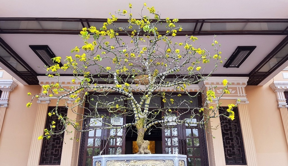 Chiêm ngưỡng cây mai độc lạ, dáng “bình phong” tại Huế - 1 Chiêm ngưỡng cây mai độc lạ, dáng “bình phong” tại Huế - 1