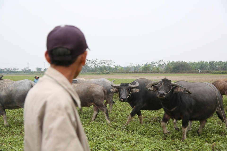 Thu tiền triệu từ nghề vỗ béo trâu dịp cuối năm - 6 Thu tiền triệu từ nghề vỗ béo trâu dịp cuối năm - 6