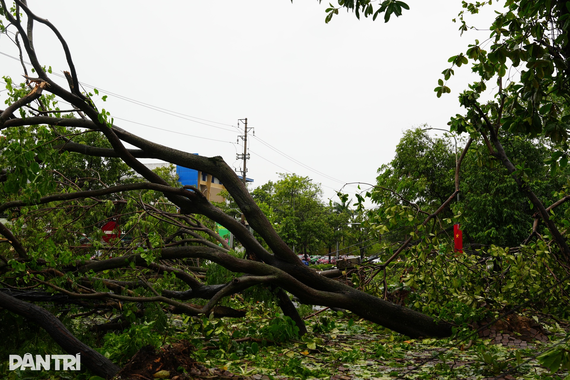 Khung cảnh tan hoang ở thành Vinh sau bão Kajiki - 12 Khung cảnh tan hoang ở thành Vinh sau bão Kajiki - 12