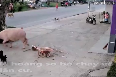 Người dân hoảng sợ khi trâu làm loạn trên đường