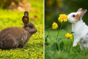 Sự thuần hóa thay đổi não thỏ như thế nào?