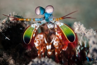 Cách thức điều chỉnh vết nứt trên càng của loài tôm bọ ngựa