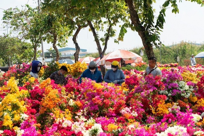 Người dân tham quan, mua sắm tại chợ hoa xuân Bình Điền.