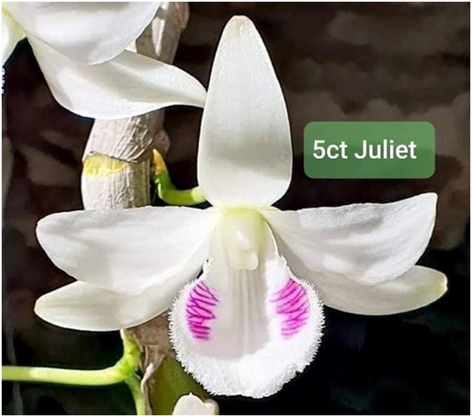 Dân chơi tiết lộ: 5 khác biệt giữa lan var Việt và lan cấy mô Đài Loan - 9 Dân chơi tiết lộ: 5 khác biệt giữa lan var Việt và lan cấy mô Đài Loan - 9