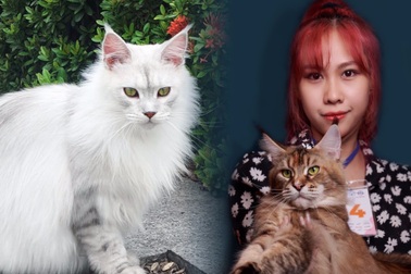 Nuôi mèo xuất khẩu, giá 600 triệu đồng/con, điều kiện sống như vua