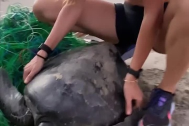 Siêu mẫu Gisele Bundchen nhận về "triệu like" vì ra tay cứu sống rùa biển