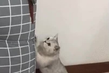 Chú mèo "diễn kịch" cực sâu khi bị bắt quả tang