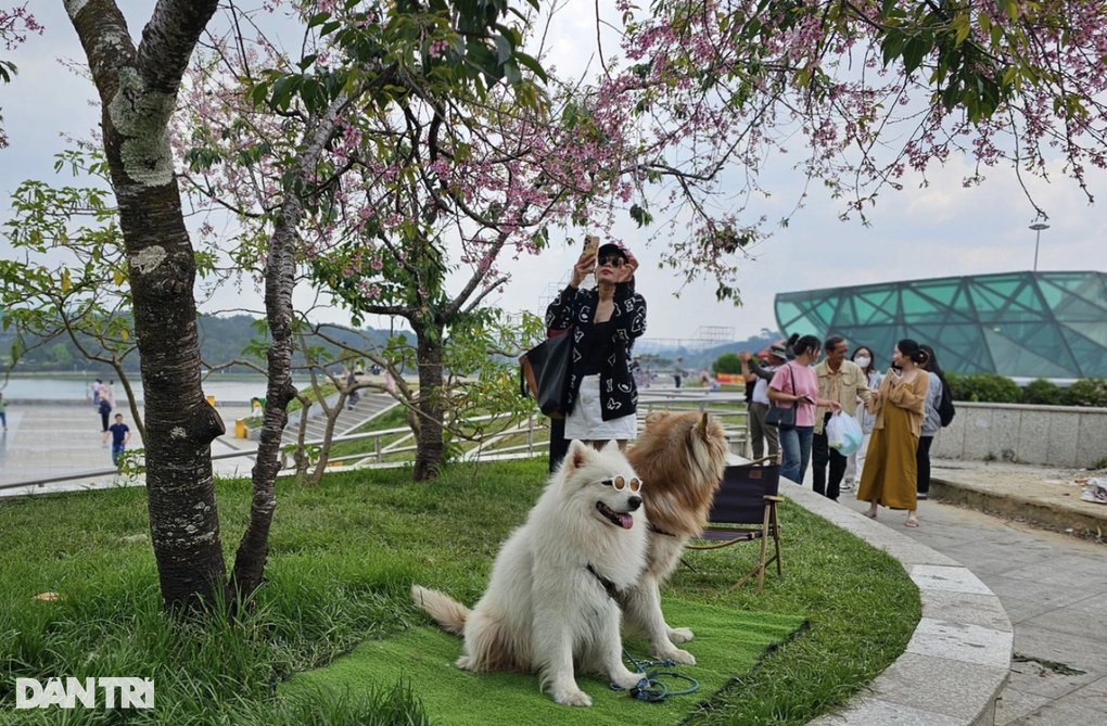 Vụ chó Alaska bị đánh ở Đà Lạt: Chủ thú cưng bị đe dọa - 2 Vụ chó Alaska bị đánh ở Đà Lạt: Chủ thú cưng bị đe dọa - 2
