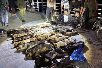 Bắt giữ nhóm thanh niên trộm 24 con chó