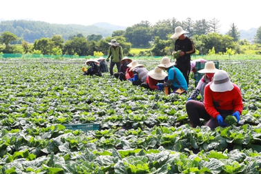 Trả công 3,6 triệu đồng/ngày, nông trại Hàn Quốc vẫn thiếu người làm