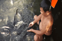 Kỳ lạ đàn cá sông "nương tựa cô lái đò", thích được nựng như thú cưng