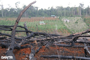 Vụ rầm rộ phá rừng để làm nhà: Thu hồi toàn bộ dự án