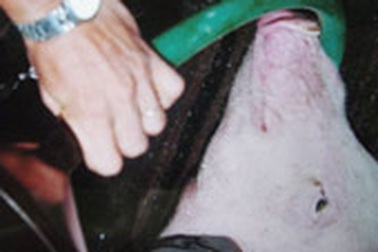 Heo bơm nước, gà độn bã đậu ở ĐBSCL