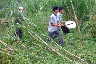 Đàn voi rừng về làng phá hoa màu của người dân