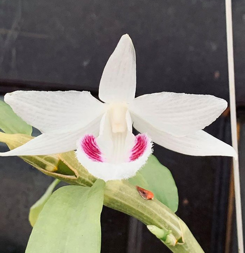 Đại gia Hà Nội chi 5 tỷ đồng mua giỏ lan nhìn như ngọn rau muống - 4 Đại gia Hà Nội chi 5 tỷ đồng mua giỏ lan nhìn như ngọn rau muống - 4