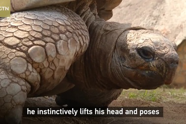 "Cụ rùa" 300 tuổi biết dự báo thời tiết