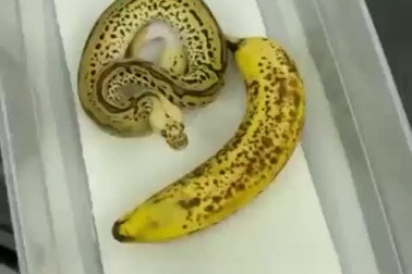 Trăn sở hữu lớp da với họa tiết giống hệt trái chuối chín