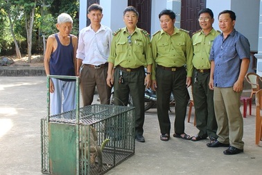 Người dân tự nguyện giao nộp khỉ vàng quý hiếm để thả về tự nhiên