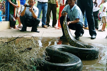 Bắt được con trăn nặng hơn 100 kg