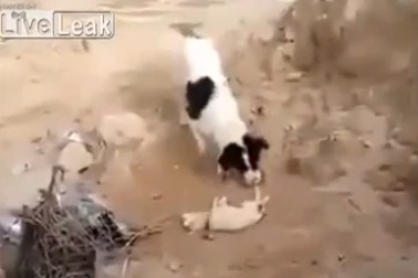 “Cảm động chó mẹ tự chôn chó con” là clip nổi bật tuần qua