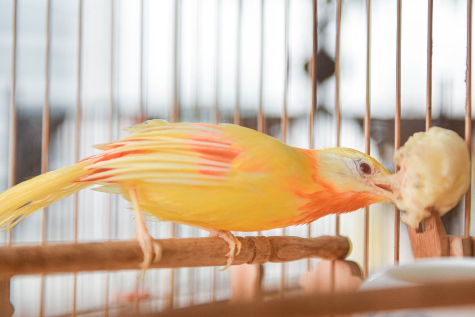 Tay cầm tiền tỷ, đại gia cũng không mua nổi chim ngũ sắc độc nhất Việt Nam - 10