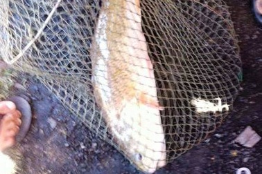 Náo loạn vì ngư dân câu được cá sủ vàng quý hiếm