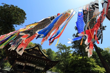 Văn hóa cá chép trong lễ hội Nhật Bản